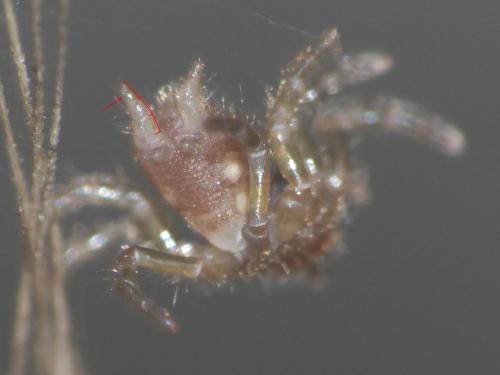 Atypus sp.